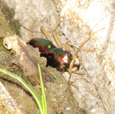 Carolina Metallic Tiger Beetle