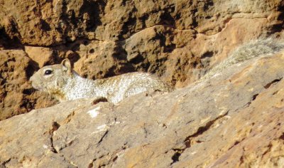 Rock Squirrel
