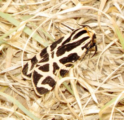 Apantesis Incorrupta