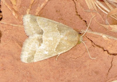 Slender Flower Moth