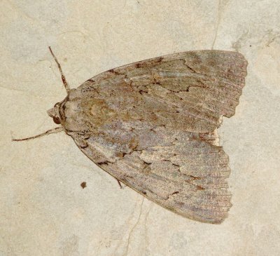 Genus Catocala