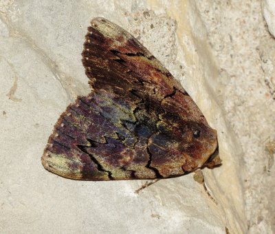 Catocala Carissima