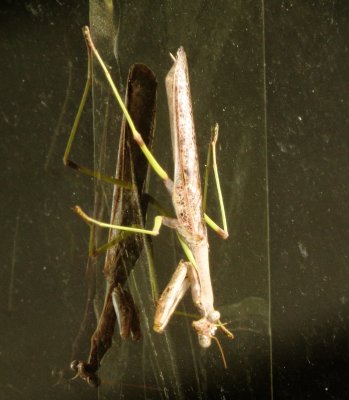 Carolina Mantis