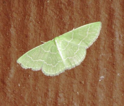 Wavy-Lined Emerald