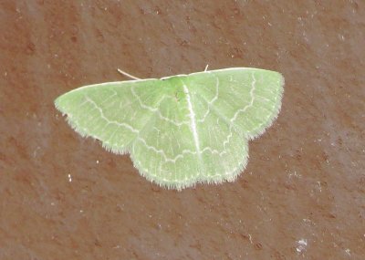 Wavy-Lined Emerald