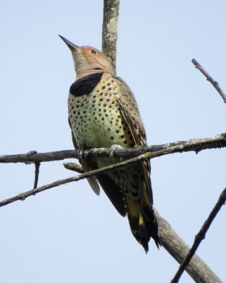 Nothern Flicker
