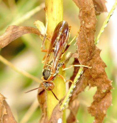Hunter's Little Paper Wasp
