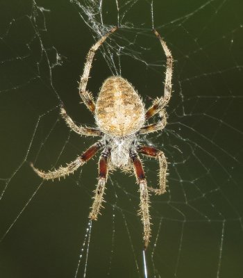 Spotted Orbweaver Species