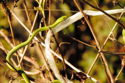 Rough Greensnake