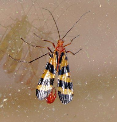 Nuptial Scorpionfly