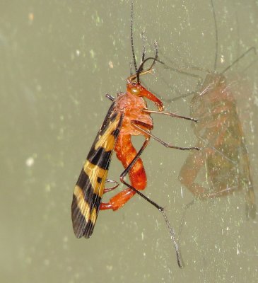 Nuptial Scorpionfly
