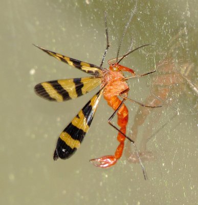 Nuptial Scorpionfly