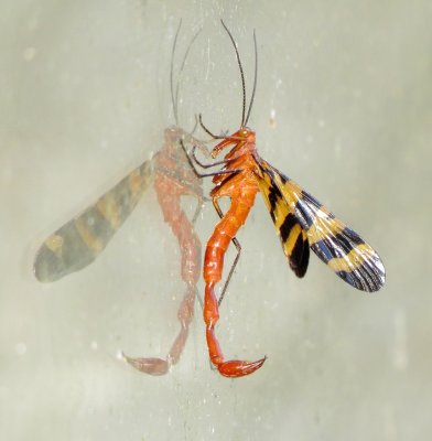 Nuptial Scorpionfly