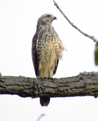 Red-Shouldered Hawk