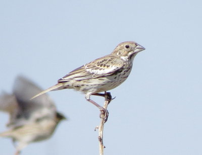 Lark Bunting