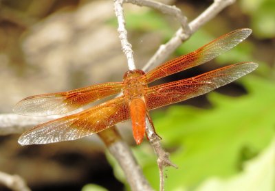 Flame Skimmer