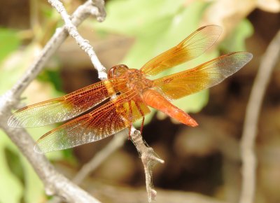 Flame Skimmer