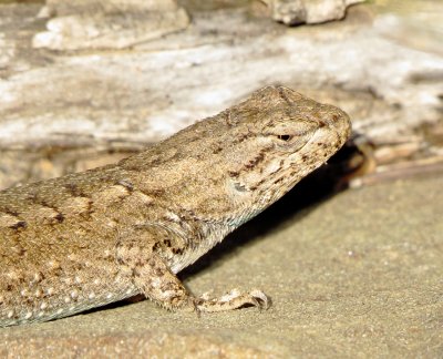 Prairie Lizard