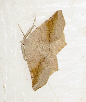 Geometer Moth Species