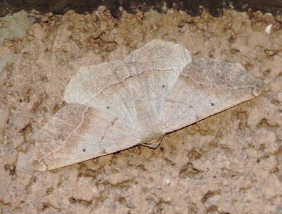 Genus Euchlaena