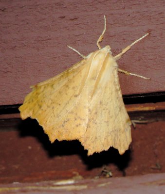 Maple Spanworm Moth