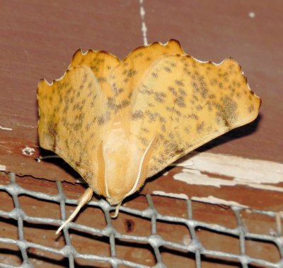 Maple Spanworm Moth