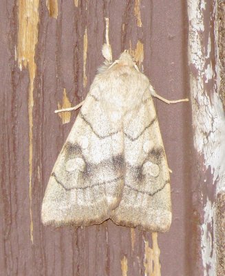 Smoked Sallow