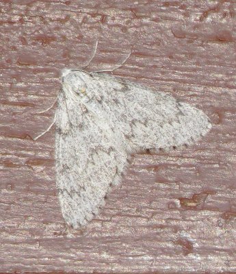 Subfamily Ennominae