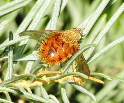 Hedgehog Fly