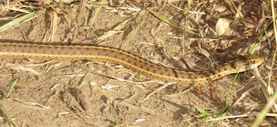 Wandering Garter snake