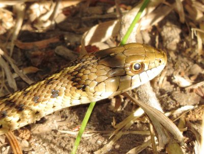 Wandering Garter Snake