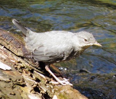 American Dipper