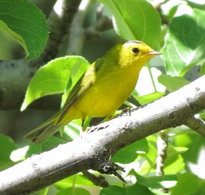 Wilson's Warbler