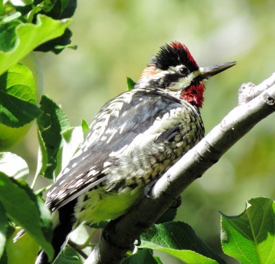 Red-Naped Sapsucker
