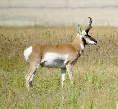Pronghorn