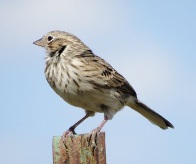 Vesper Sparrow