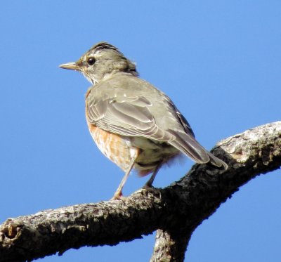 American Robin