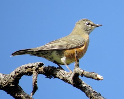 American Robin