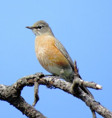American Robin