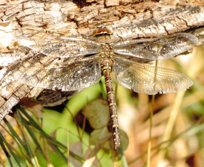 Variable Darner