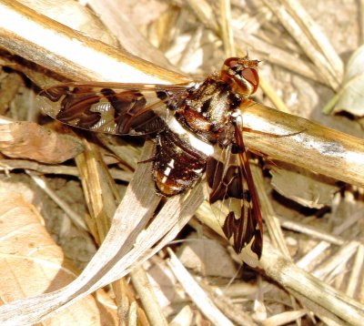 Dorcadion Bee Fly