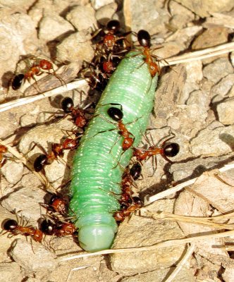 White-Dotted Prominent Caterpillar