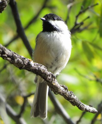 Black-Capped Chickadee