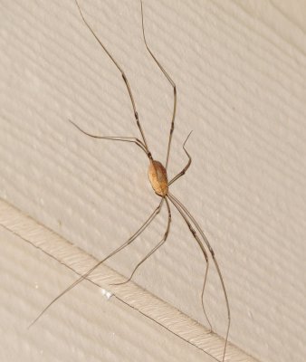 Harvestman Species