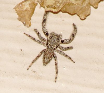 Tan Jumping Spider