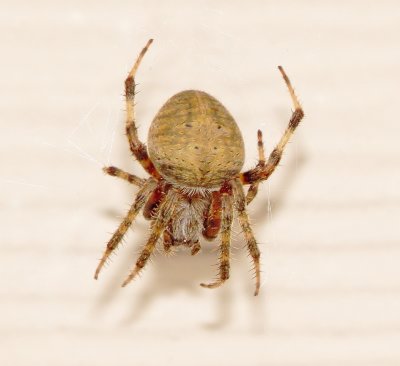 Spotted Orbweaver