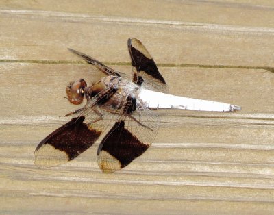 Common Whitetail