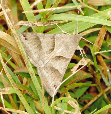 Forage Looper Moth