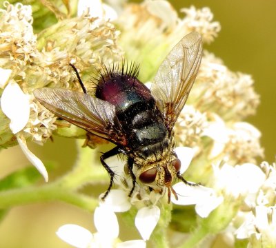 Tachinid Fly Species
