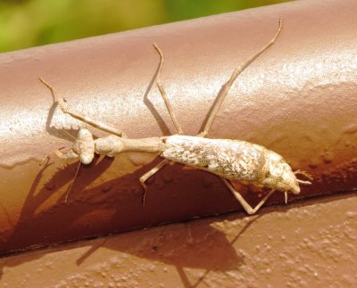 Carolina Mantis